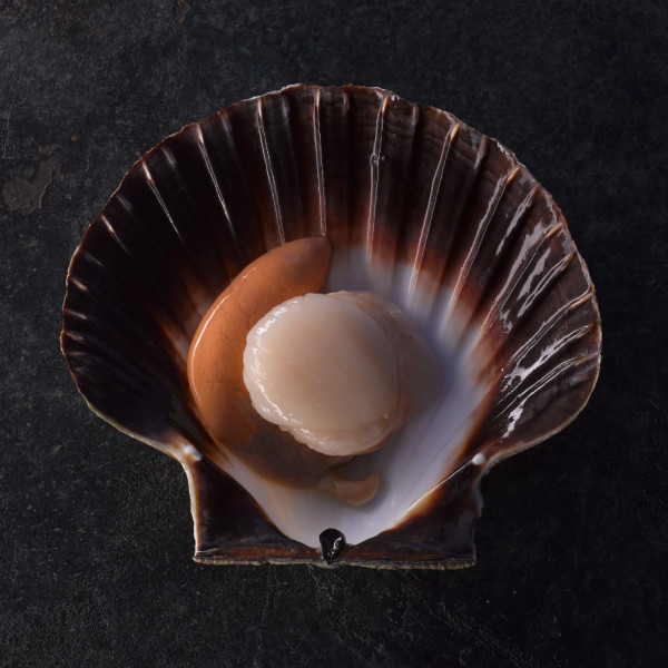 Jakobsmuscheln - Norwegen