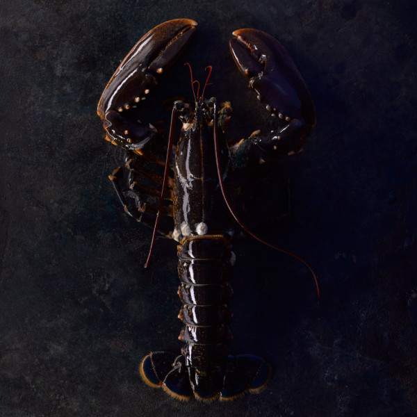 Helgoländer Hummer - Lebend