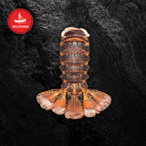 Tristan Languste - Schwanz