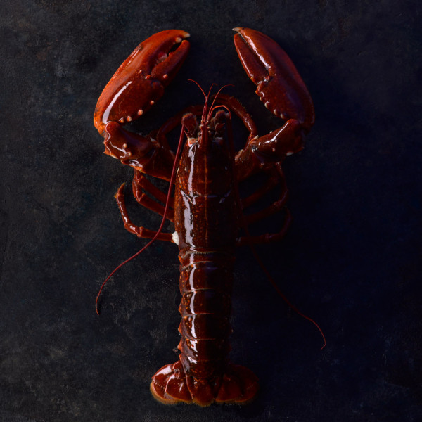 Helgoländer Hummer - Gekocht