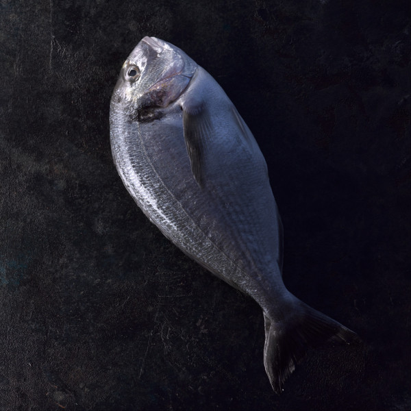 Dorade
