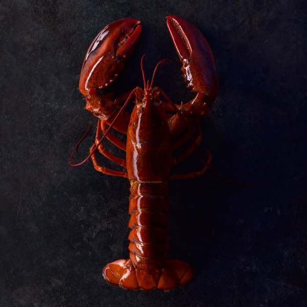 Kanadischer Hummer - Gekocht