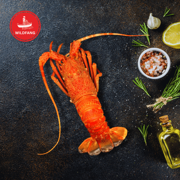 Tristan Languste - Ganz & Gekocht