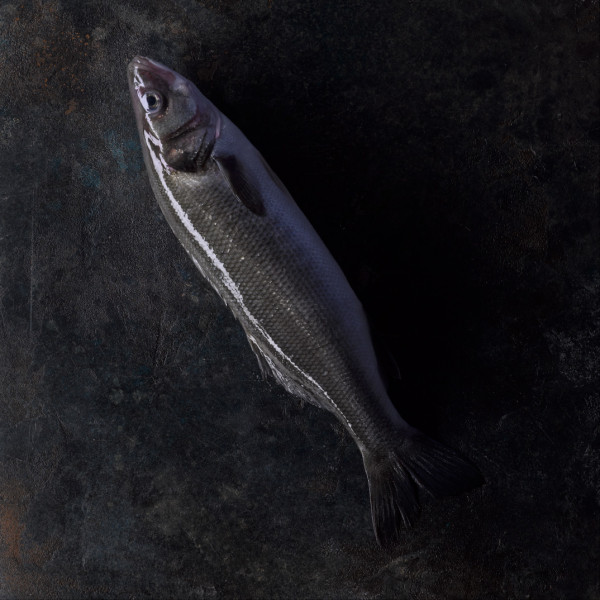 Loup de Mer/ Wolfsbarsch