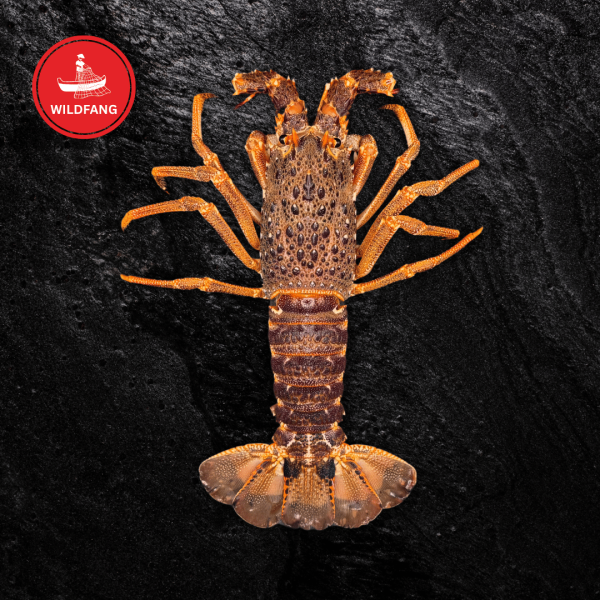 Tristan Languste - Ganz