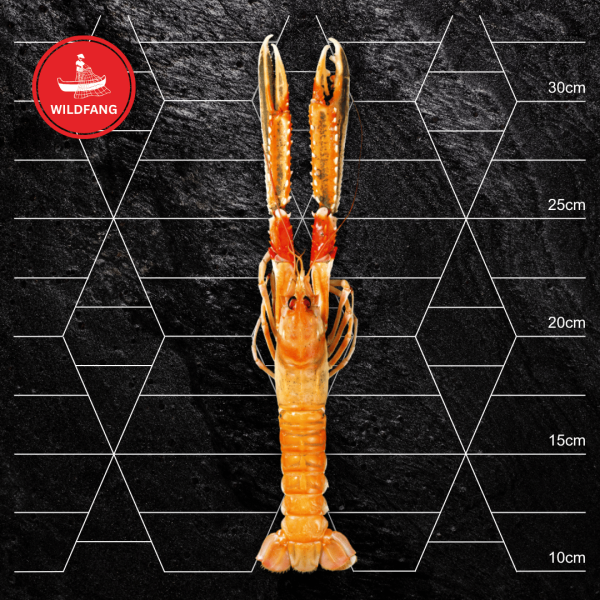 Kaisergranat - Norwegen